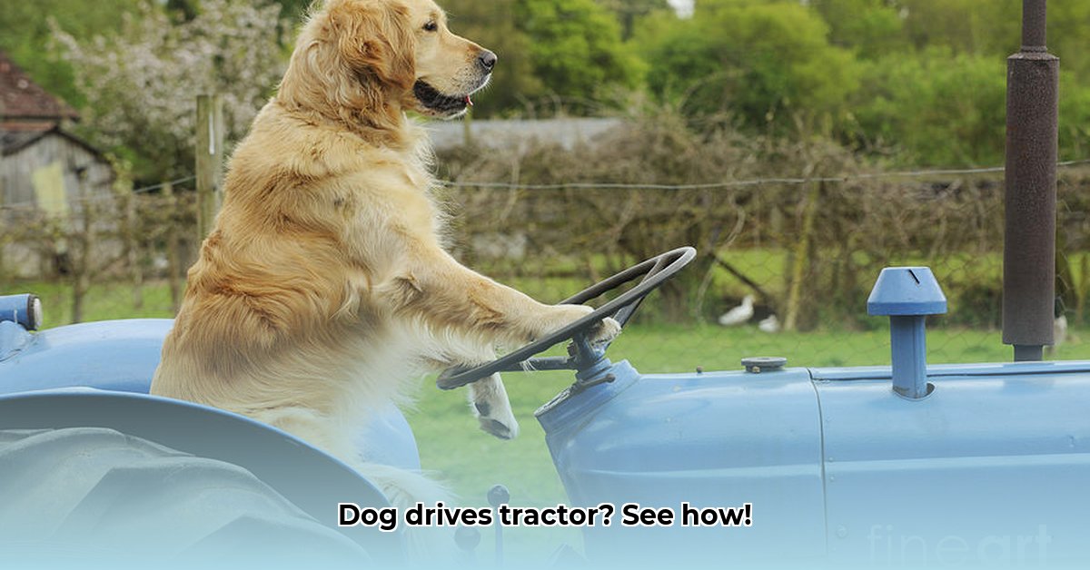 dog-in-tractor